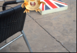 pokemon-go-raticate